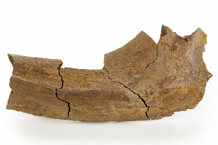 Dinosaur Rib Bone Section - Wyoming #330903